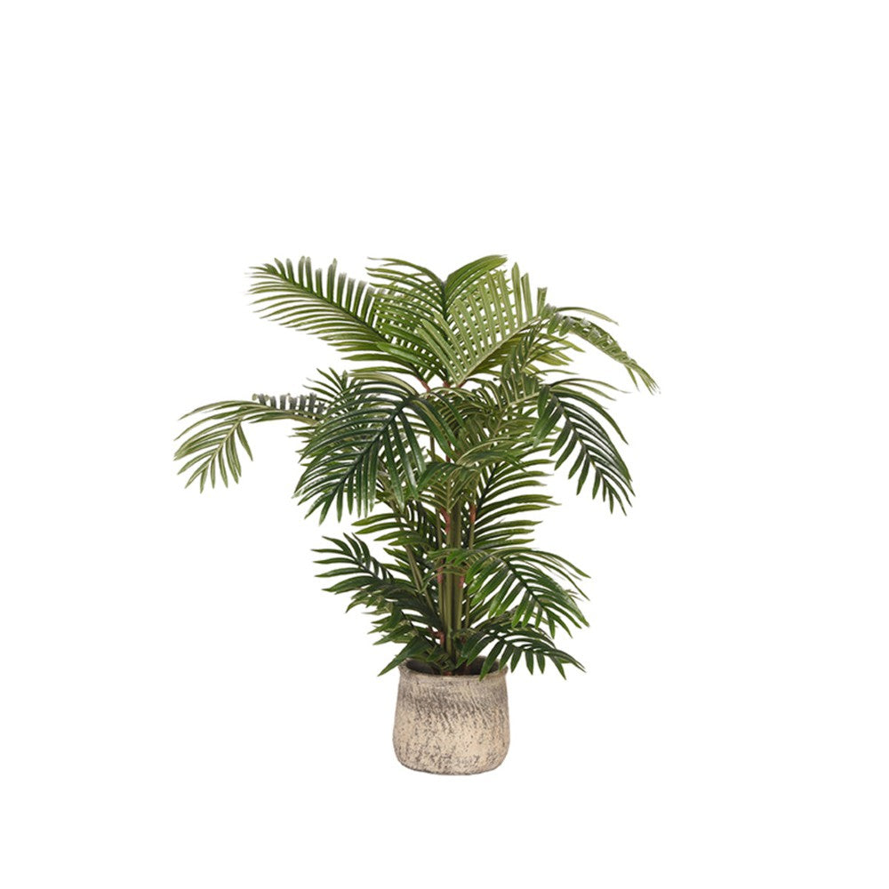 Areca Palm